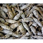 Sage Smudge Sticks 4in Californian Torch (250 Pcs) (Special Offer)